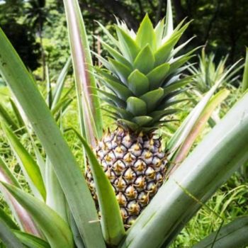 Honolulu, Hawaii Zone 12b | Determining Your Gardening Zone | Homesteading Guide