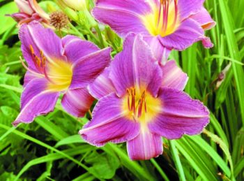 Houston, Texas Zone 9a | Determining Your Gardening Zone | Homesteading Guide