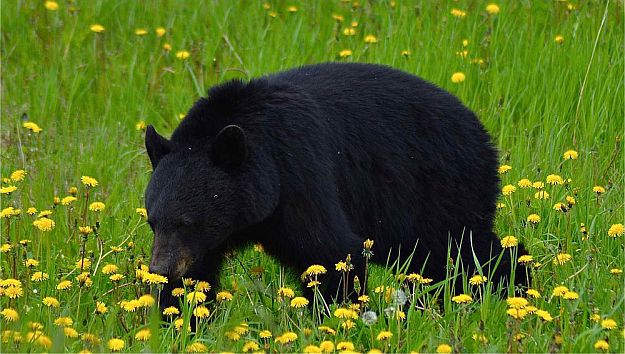 How Far Can They Smell Black Bear
