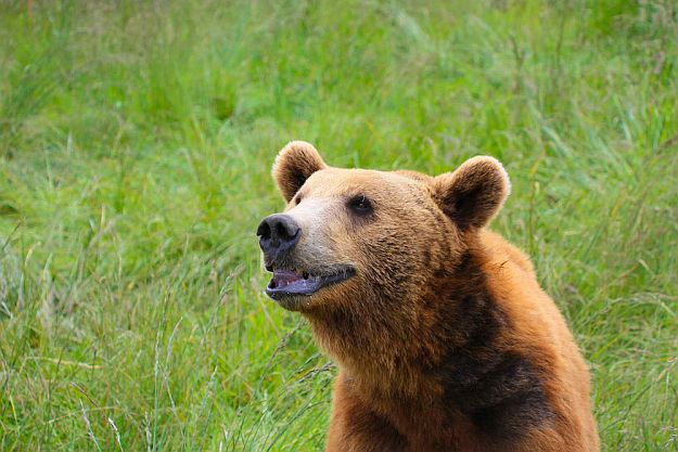 How Far Can They Smell Grizzly Bear