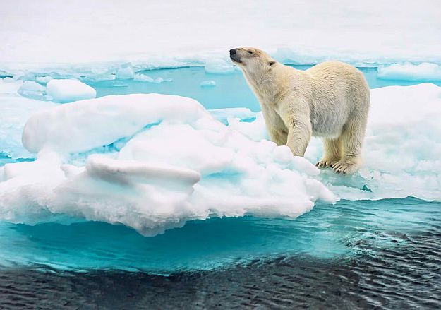 How Far Can They Smell Polar Bear