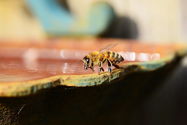 Create A Bee Watering Station | How To Create A Bee-Friendly Garden | Organic Gardening Tips And Ideas