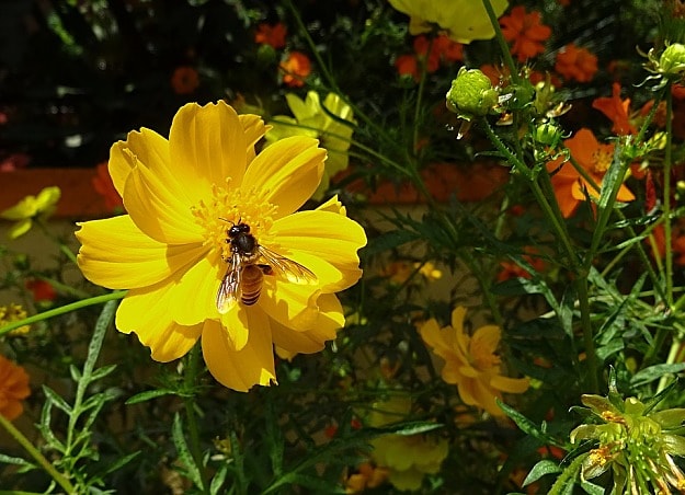 Creating a Bee-Friendly Garden | How To Create A Bee-Friendly Garden | Organic Gardening Tips And Ideas