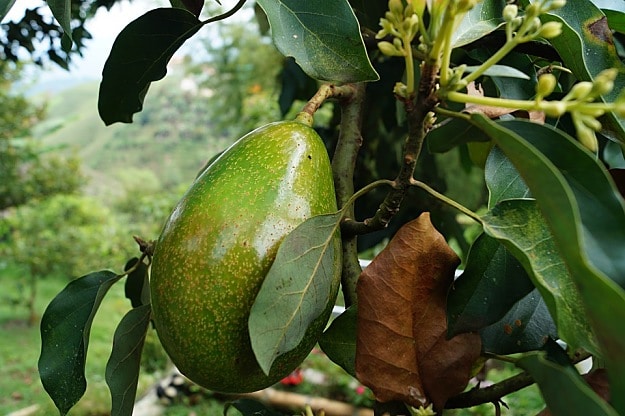 Avocado | How To Create A Bee-Friendly Garden | Organic Gardening Tips And Ideas