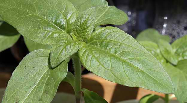 When To Grow Sunflower | How To Grow Sunflowers | Homesteading Growing Guide