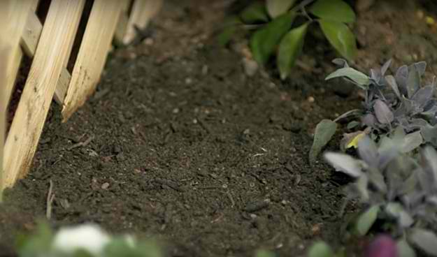 Prepare Location And Soil | How To Grow Sunflowers | Homesteading Growing Guide