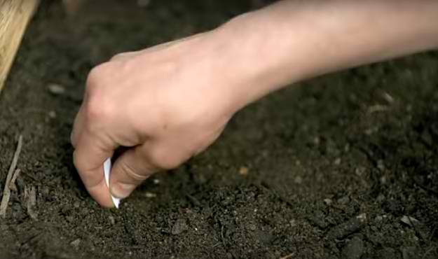 Water And Feed | How To Grow Sunflowers | Homesteading Growing Guide