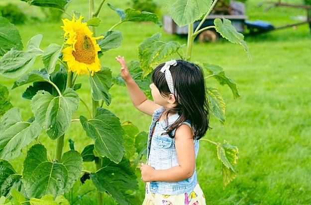 Work With The Seasons | How To Homeschool On The Homestead | Tips, Ideas, And Guide