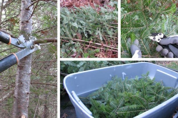 Step 1: Cut Your Branches | How To Make A Wreath From Natural Evergreen Clippings