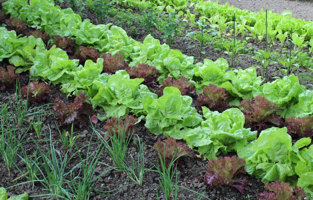 backyard gardens urban farming Chapter 6: Tending Your Vegetable Garden | How To Grow All The Food You Need | Homesteading Handbook