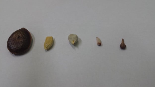 All You Need Are FRUIT SEEDS! | Growing Trees For Profit In Your Backyard | Investing In Trees