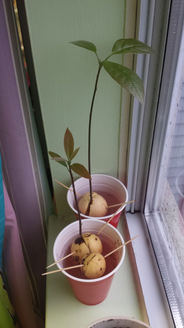 Fruit Tree Planting Schedule | Growing Trees For Profit In Your Backyard | Investing In Trees