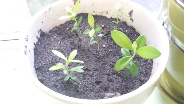 Easiest Tree To Grow From Seeds | Growing Trees For Profit In Your Backyard | Investing In Trees