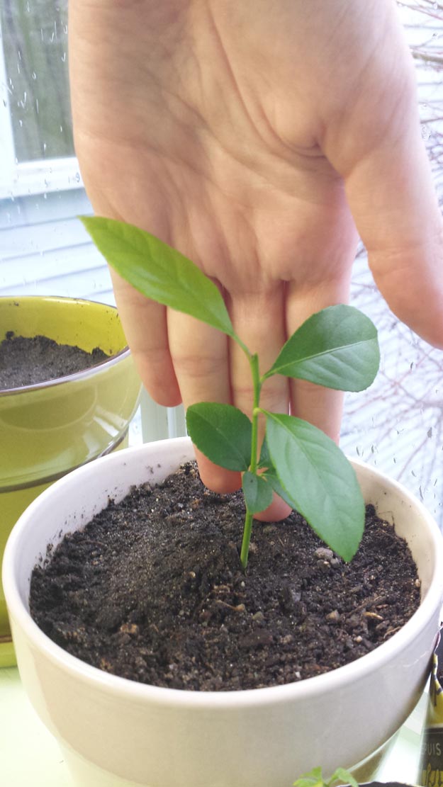Most Profitable Fruit Trees to Grow | Growing Trees For Profit In Your Backyard | Investing In Trees