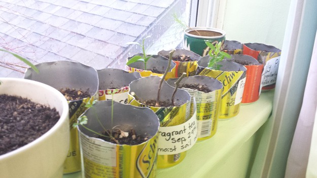 My window sill covered with cut pop bottles and seedling sprouting in them.