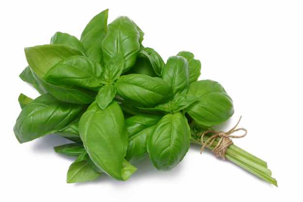 Basil | How to Make Mosquito Bites Stop Itching | home remedies for mosquito bites