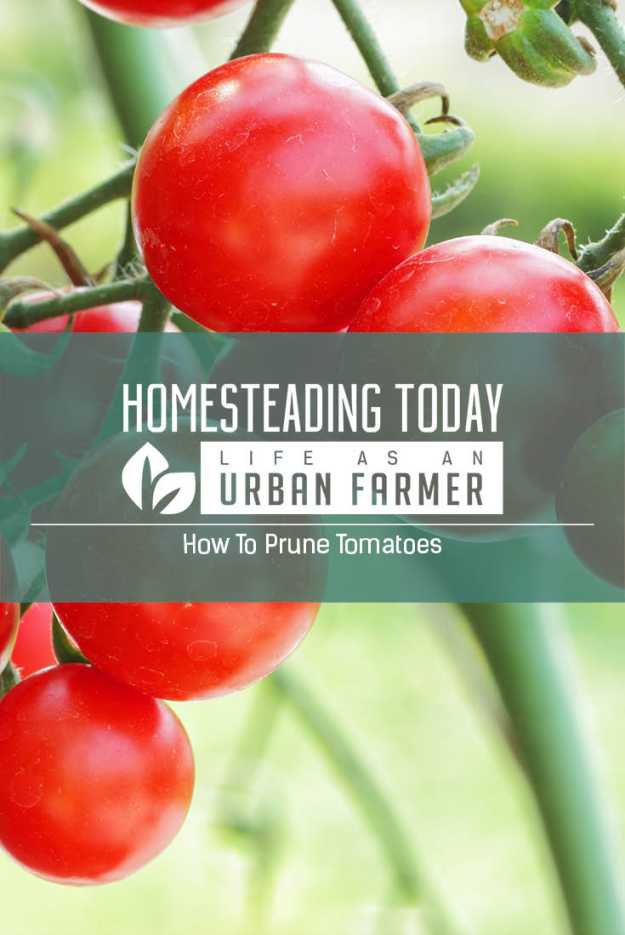 Learn how to prune your tomatoes so you get a delicious harvest all summer long.