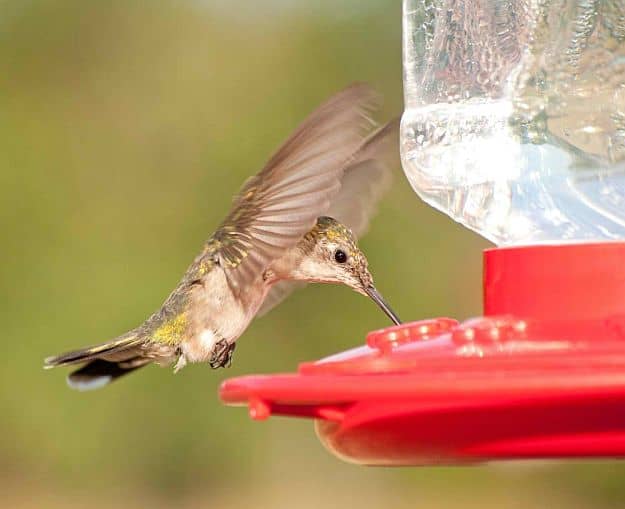 Hummingbird Nectar Freshness | Hummingbird Feeder Recipe And More For The Outdoorsy Homesteader Hummingbird Nectar Freshness | Hummingbird Feeder Recipe And More For The Outdoorsy Homesteader