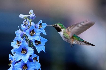 Delphinium Attracts Hummingbirds | Amazing Flowers That Attract Hummingbirds To Keep In Your Homestead Delphinium Attracts Hummingbirds | Amazing Flowers That Attract Hummingbirds To Keep In Your Homestead