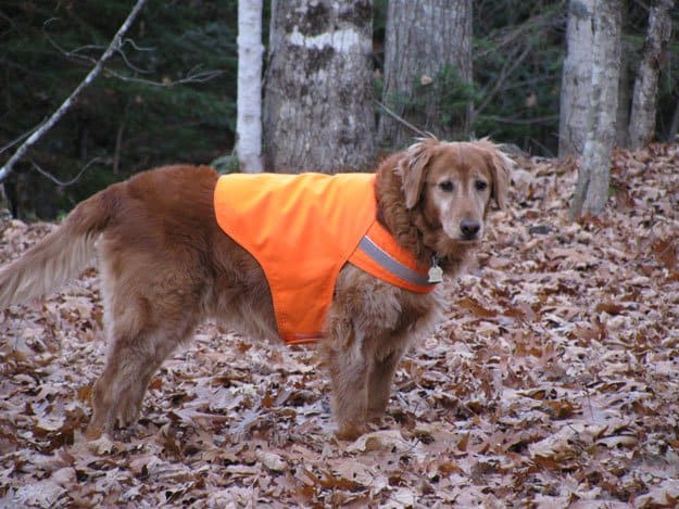 Dress Your Animals In Bright Colors As Well | Helpful Hunting Safety Tips