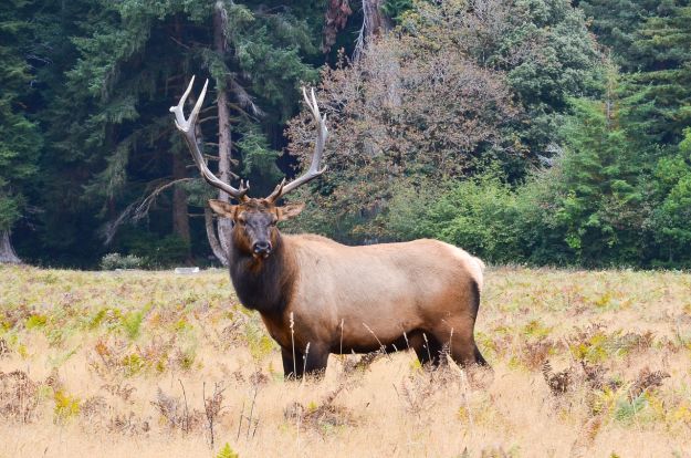Large Animals | Helpful Hunting Safety Tips