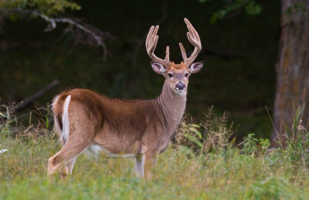 hunting-trip-deer Hunting Trip | Experienced Tips and Tricks of the Trade