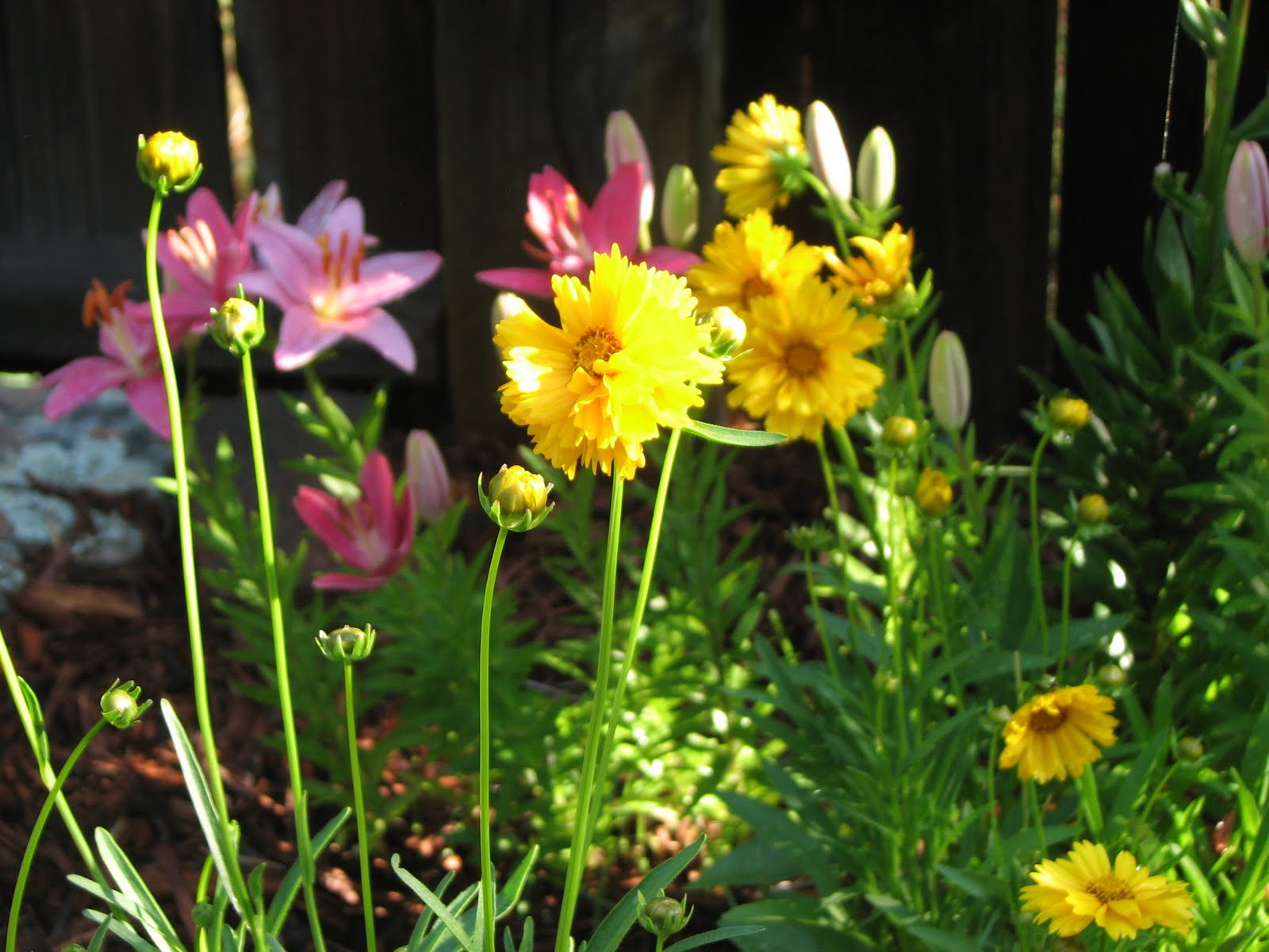 Native Flower Plants | Flower Gardening Made Easy For A Beginner To Achieve A Dream Garden