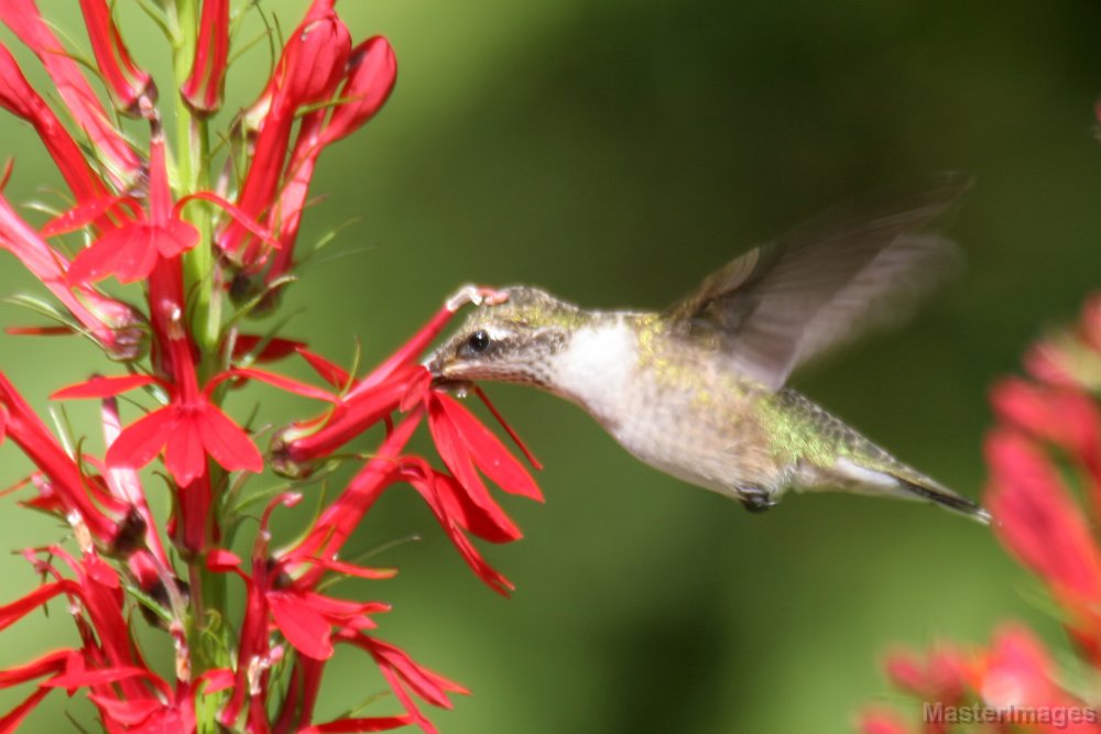 Cardinal Flowers Attract Hummingbirds | Amazing Flowers That Attract Hummingbirds To Keep In Your Homestead Cardinal Flowers Attract Hummingbirds | Amazing Flowers That Attract Hummingbirds To Keep In Your Homestead