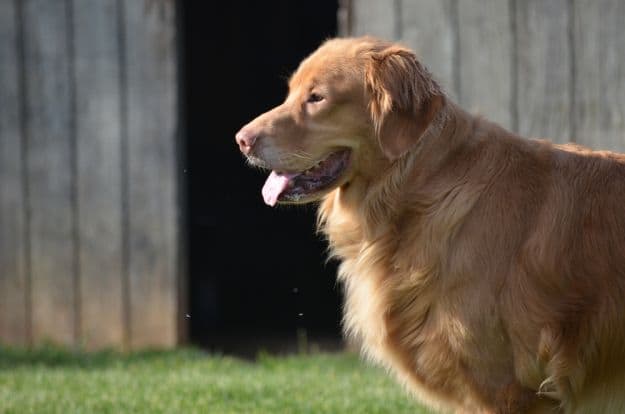 Good Dog Command | Important Farm Dog Commands Every Homesteader Should Know