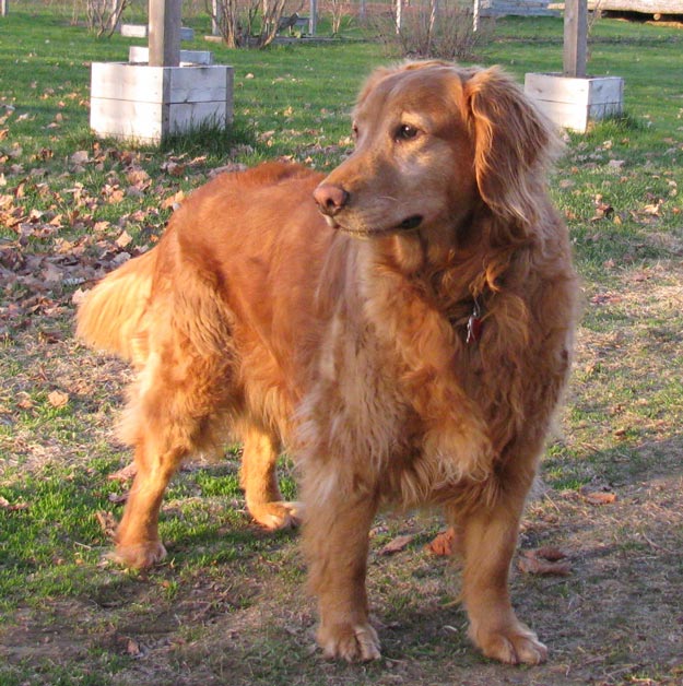Leave It Command | Important Farm Dog Commands Every Homesteader Should Know