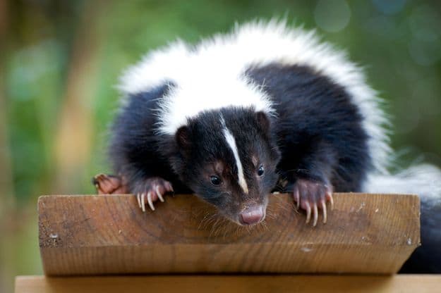 Skunk | Important Farm Dog Commands Every Homesteader Should Know