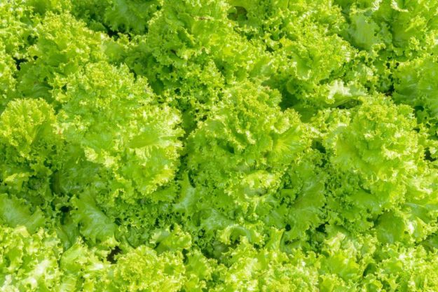 Increased Yield | Vertical Farming For Compact Spaces | Types of Farming