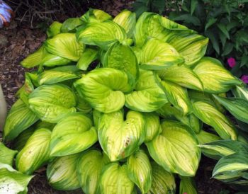Indianapolis, Indiana Zone 5b/6a | Determining Your Gardening Zone | Homesteading Guide