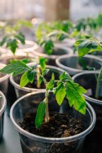 indoor-gardening-making-year-round-gardening-possible
