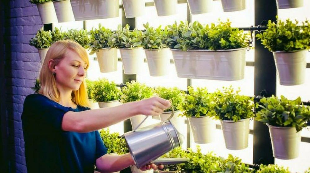 Delectable Edibles You Can Grow In Your Indoor Winter Garden