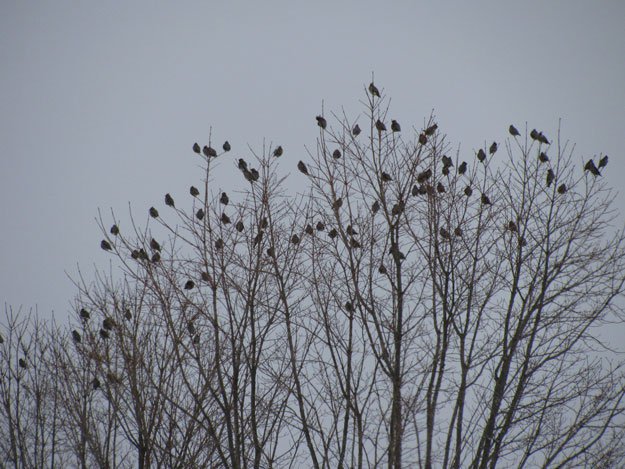 Birds In Winter Trees | 12 Ways To Find Joy This Winter Season
