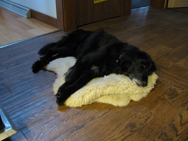 Dog Relaxing On Bed | 12 Ways To Find Joy This Winter Season