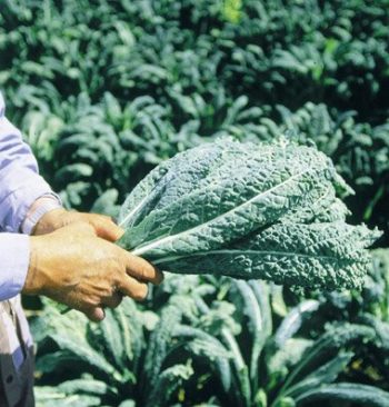 Kale | How To Blend Edible Landscaping With Ornamentals [Infographic]