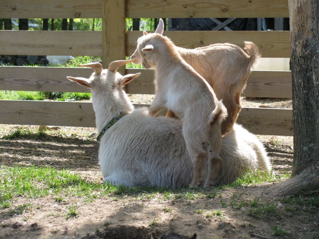 Raising Goats Raising Goats