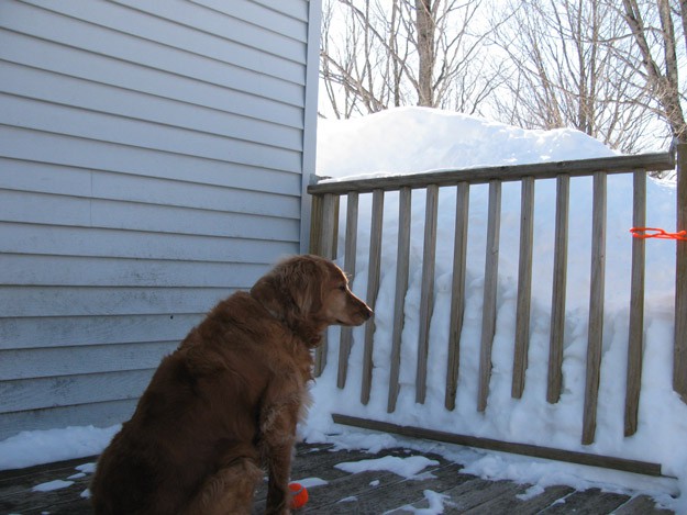 Keeping Track Dog In Snow