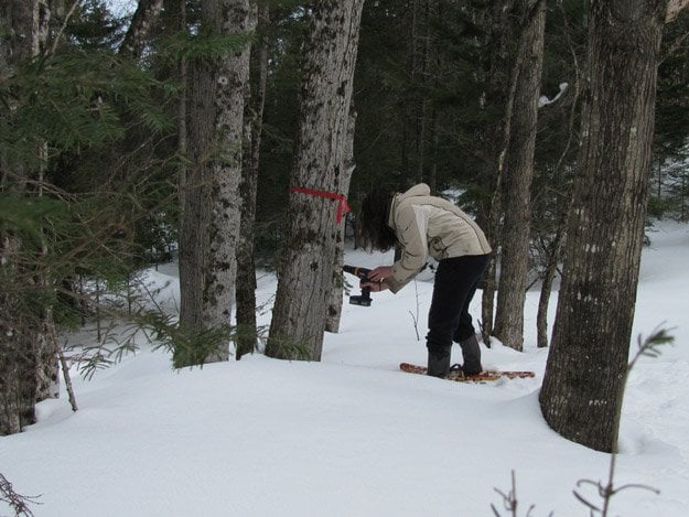 Keeping Track Tapping Trees On The Farm