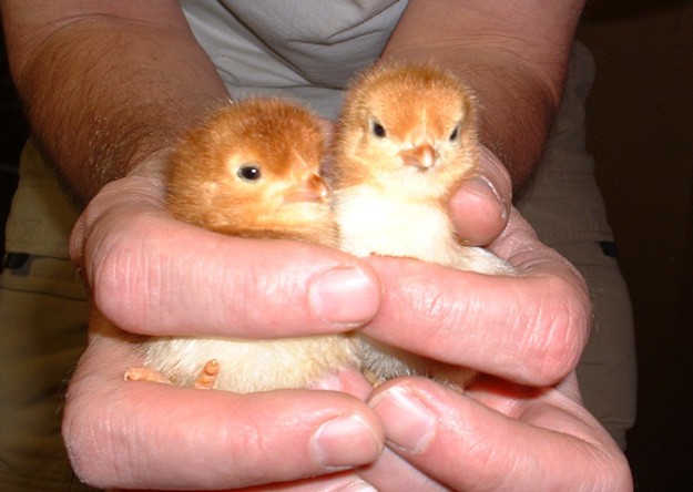 Chicks Baby Chicks