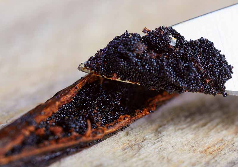 Knife cutting vanilla beans seed pods | how to can cherries