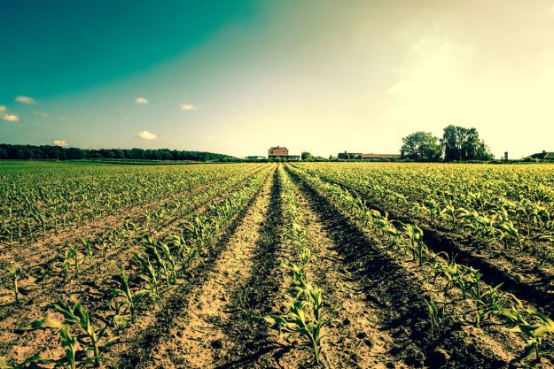 Don’t Allow Yourself To Be Tempted By More Farm Than You Can Afford | Land and Farm For Sale | How to Buy Property for Homesteading