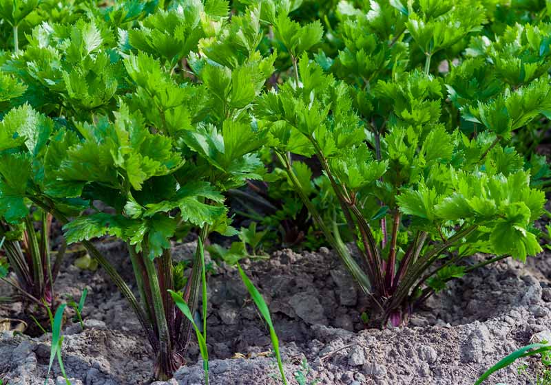 Large stalks of green celery | fall crop