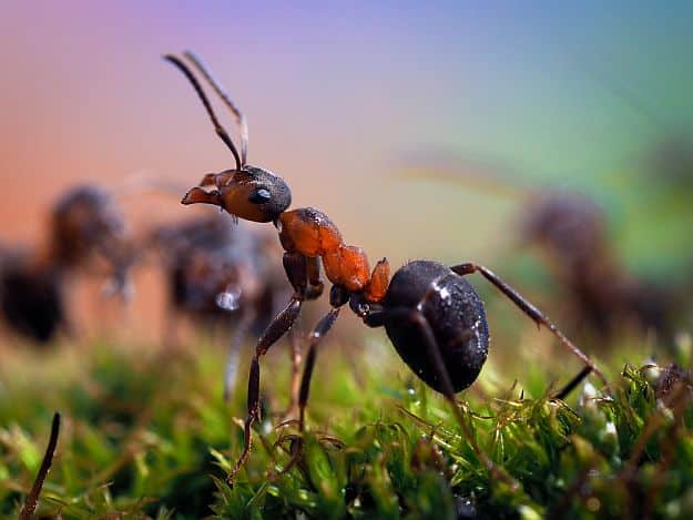 Step 3: Choose What Kind Of Ants To Keep | Learn How To Create Your Own Ant Farm | Kids Project