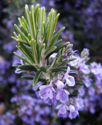 Los Angeles, California Zone 10a/10b | Determining Your Gardening Zone | Homesteading Guide