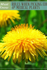 Medical Plants