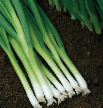 Memphis, Tennessee Zone 7b/8a | Determining Your Gardening Zone | Homesteading Guide
