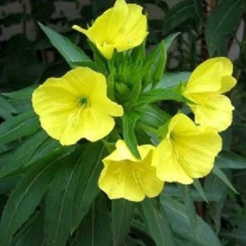 Miami, Florida Zone 10b/11a | Determining Your Gardening Zone | Homesteading Guide